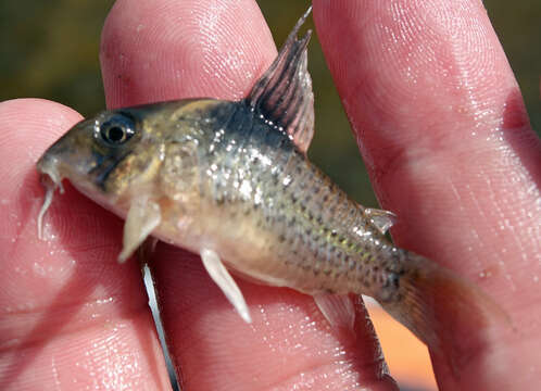 Image of Black-spotted corydoras