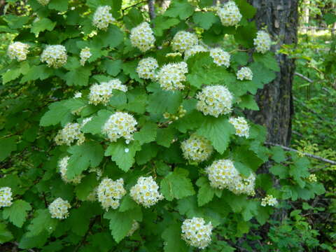 Plancia ëd Physocarpus malvaceus (Greene) Kuntze