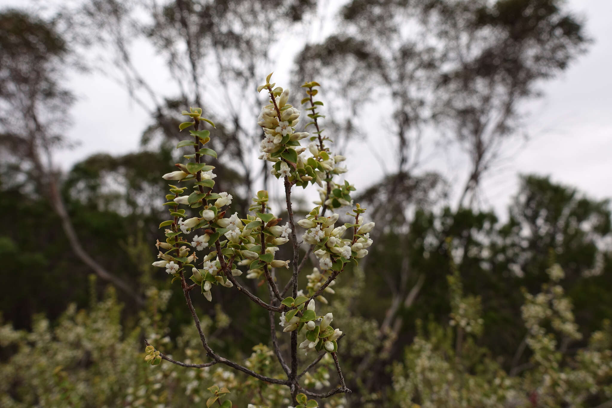 Image of Leucopogon cordifolius Lindl.