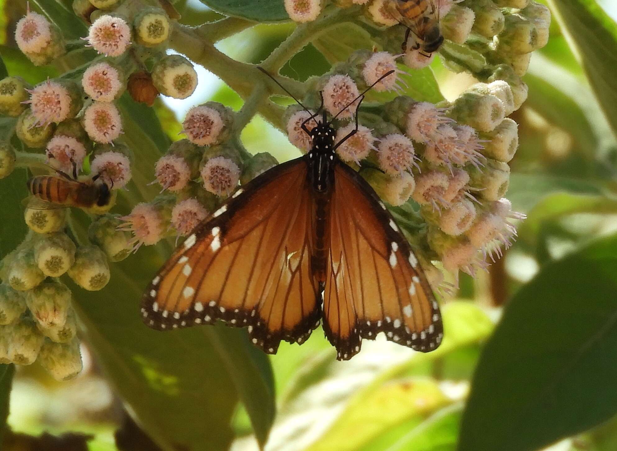 Image of Danaus (Anosia) eresimus subsp. montezuma Talbot 1943