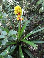 Image of Guzmania weberbaueri Mez