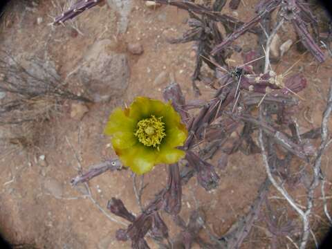 Imagem de Cylindropuntia thurberi subsp. thurberi