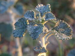 Image of horehound