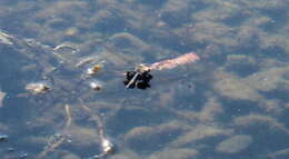 Image of Black Saddlebags