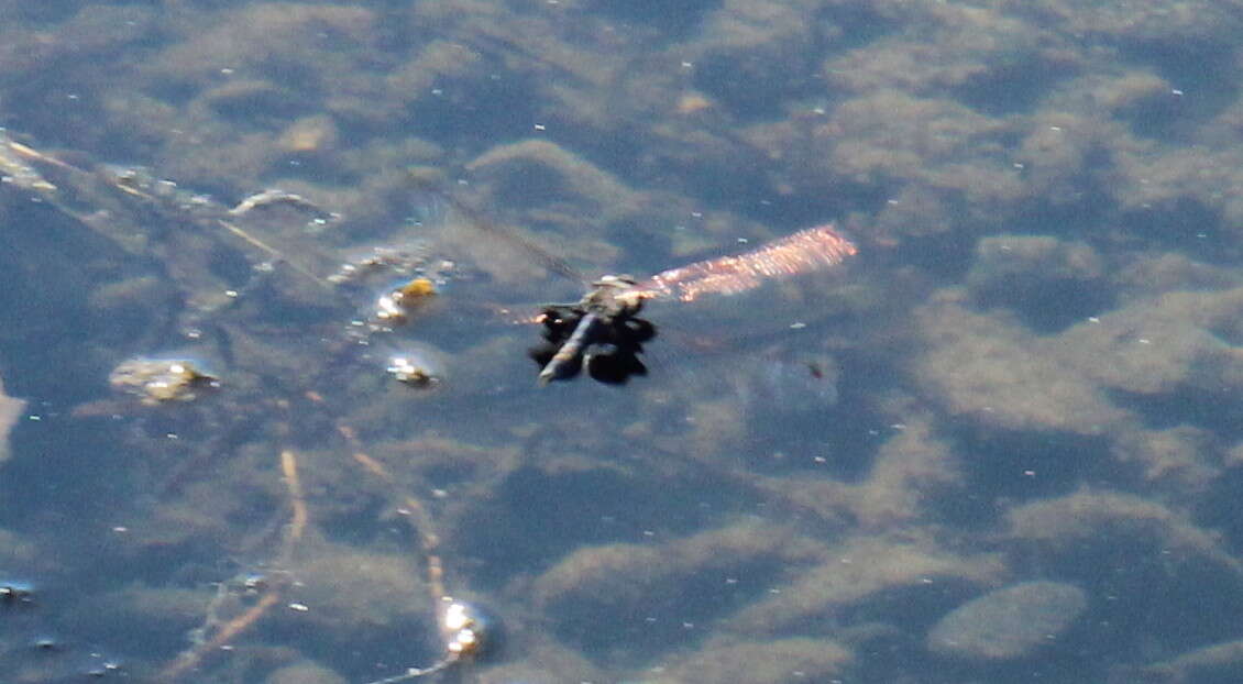 Image of Black Saddlebags