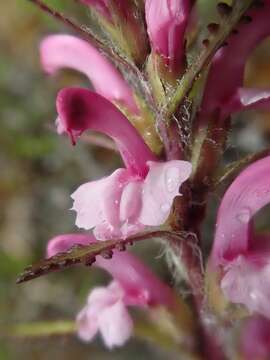 Imagem de Pedicularis langsdorffii Fisch. ex Stev.