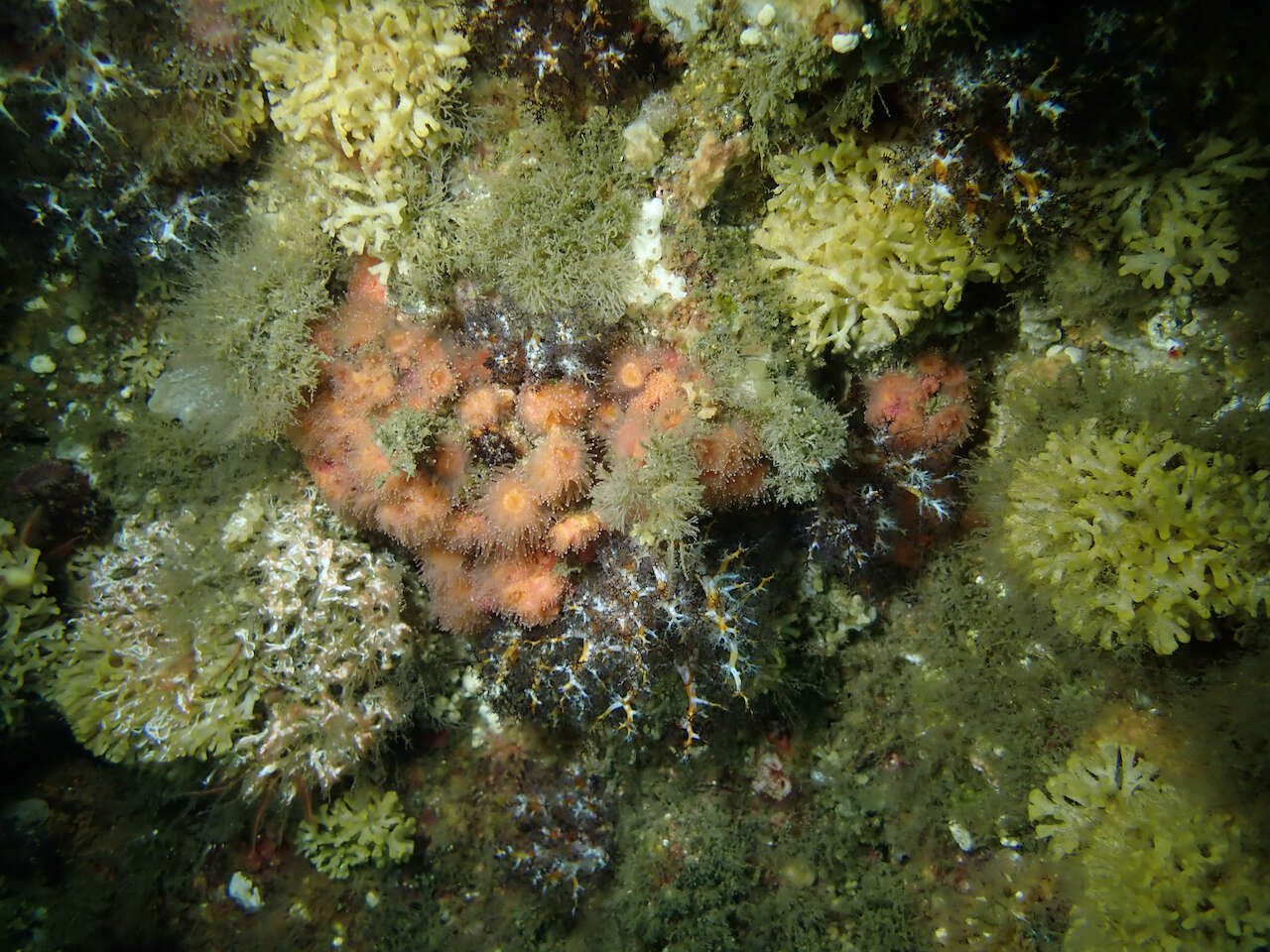 Image of encrusting star coral