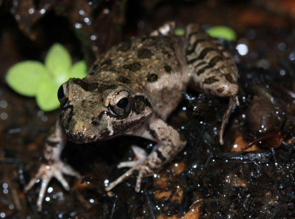 Image of Gray's Stream Frog