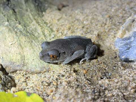 Image of Spotted Litter Frog