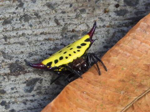 Image of Gasteracantha sauteri Dahl 1914