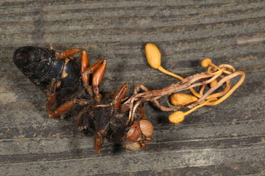 Image of Ophiocordyceps sphecocephala (Klotzsch ex Berk.) G. H. Sung, J. M. Sung, Hywel-Jones & Spatafora 2007