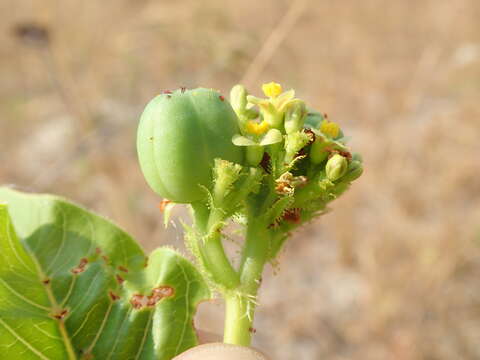 Image of Jatropha elliptica (Pohl) Oken