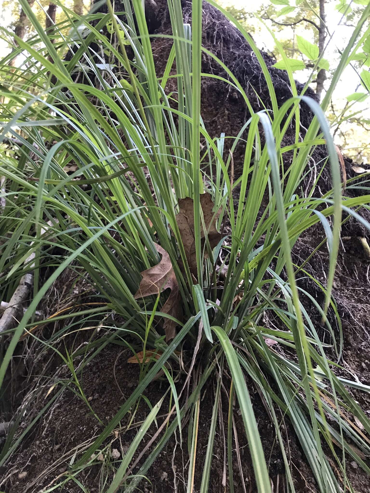 Image of southern waxy sedge