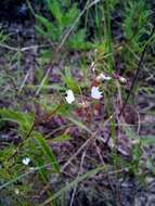 Image of large clammyweed