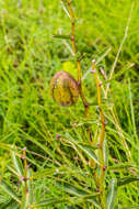 صورة Pachycarpus coronarius E. Mey.