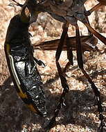 Image of Acmaeodera grata Fåhraeus ex Boheman 1851