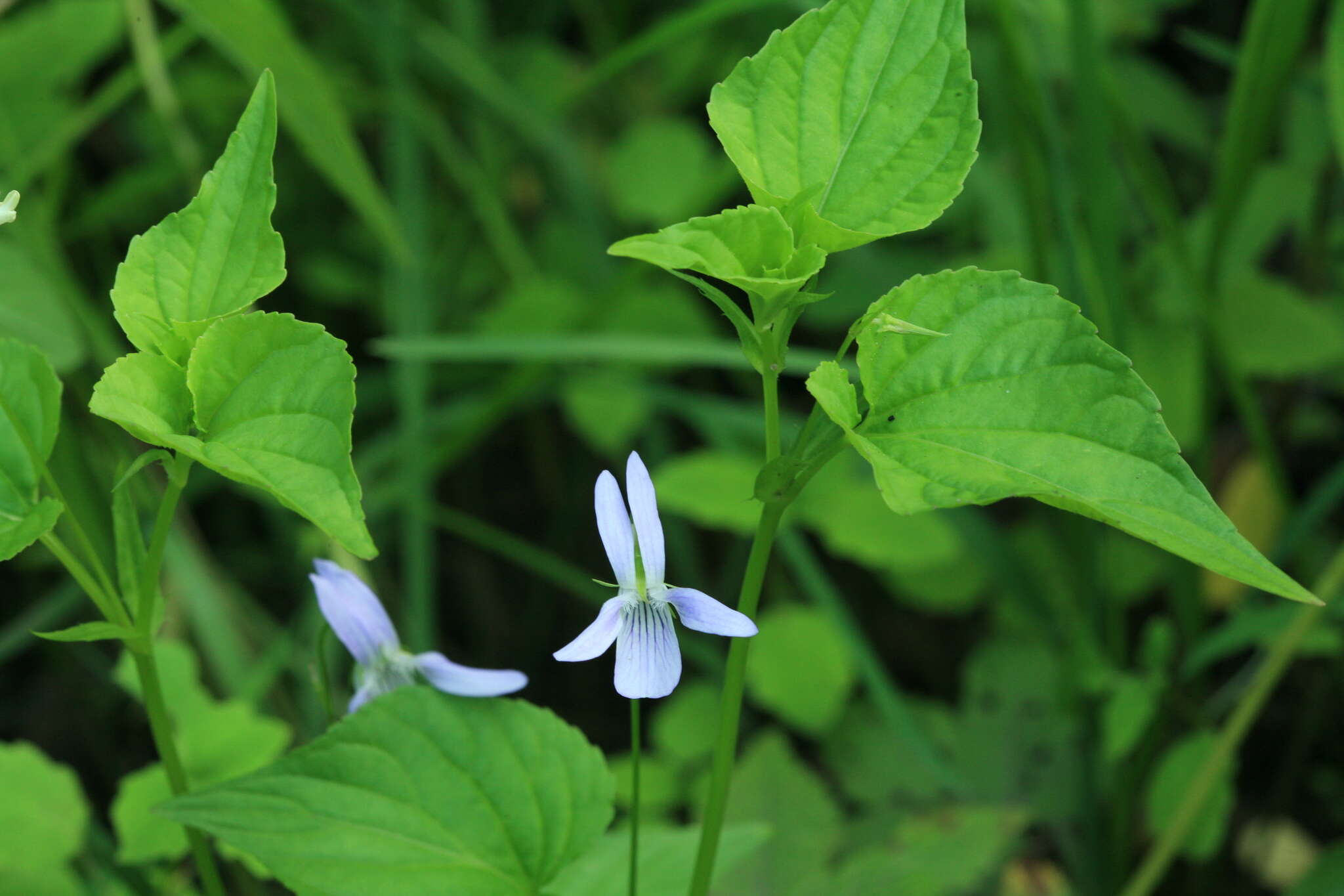 Imagem de Viola acuminata Ledebour