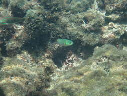 Image of Bluehead wrasse