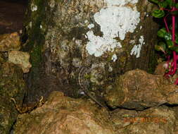 Image of Marbled Bow-fingered Gecko