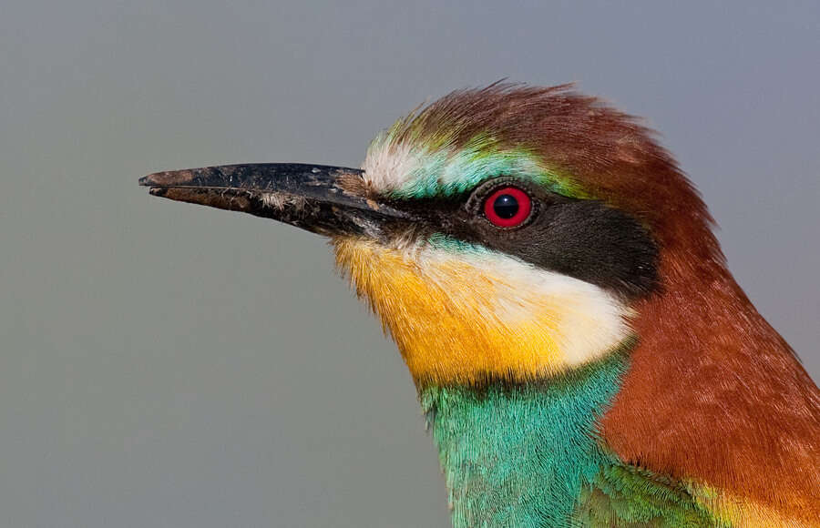 Image of bee-eater, european bee-eater