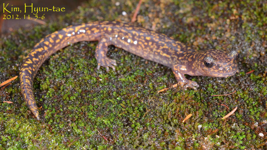 Image of Onychodactylinae Dubois & Raffaëlli 2012