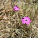 Image of Dianthus algetanus subsp. turolensis (Pau) M. Bernal, Laínz & Muñoz Garmendia