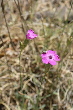 Image of Dianthus algetanus Graells ex F. N. Williams