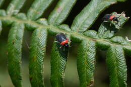 Sivun Sysinas pallidipes (Stal 1860) kuva