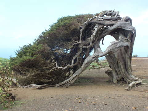 Слика од Juniperus phoenicea subsp. phoenicea