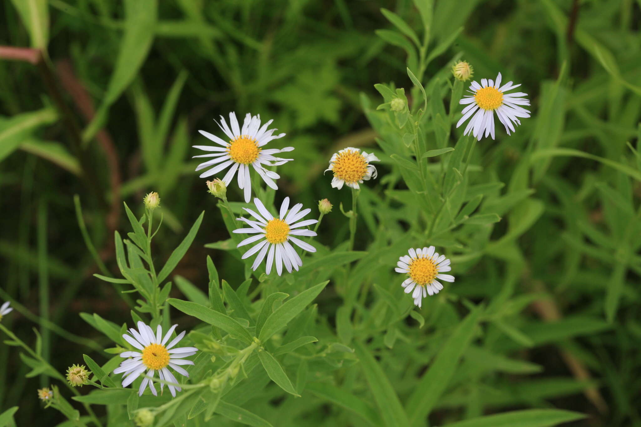 Aster pekinensis (Hance) Chen resmi