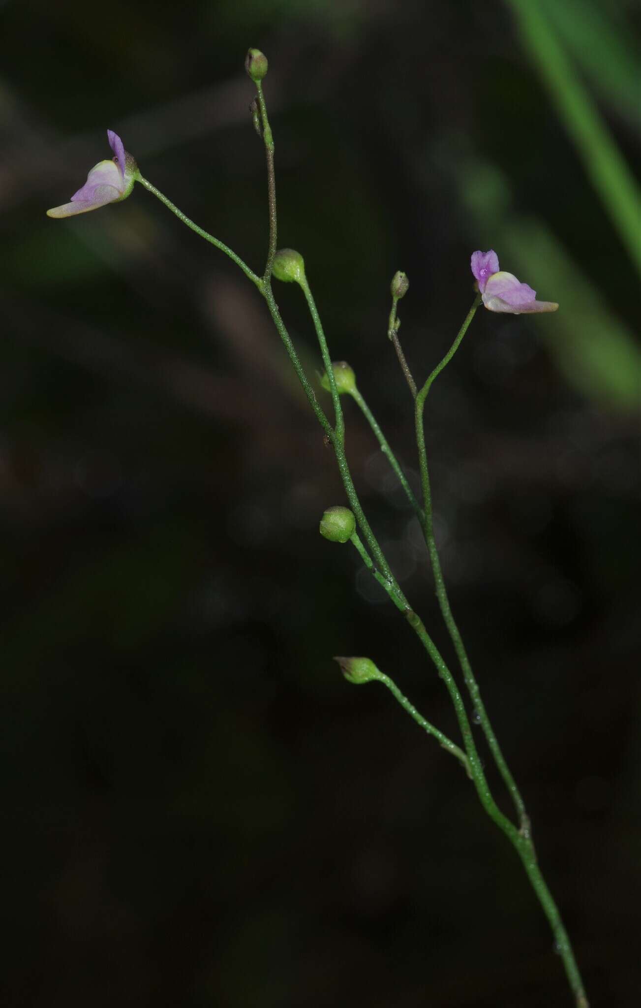 Image de Utricularia viscosa Spruce ex Oliv.