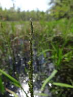 Panicum hemitomon Schult. resmi