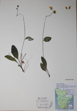 Image of <i>Hieracium vulgatiforme</i> Dahlst.