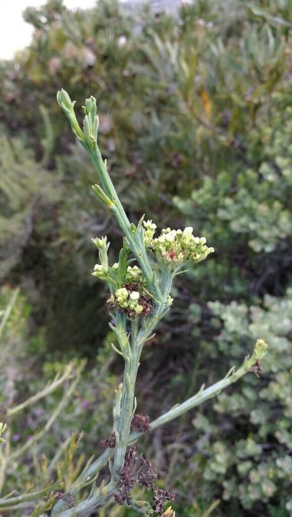 Image of Thesium strictum P. J. Berg.