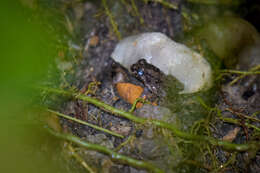 Image of Round-tongued Floating Frog