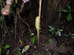 Image de Enyalioides touzeti Torres-carvajal, Almendáriz, Valencia, Yúnez-muños & Reyes 2008