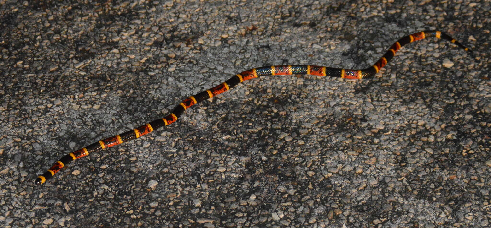 Image of Texas Coral Snake