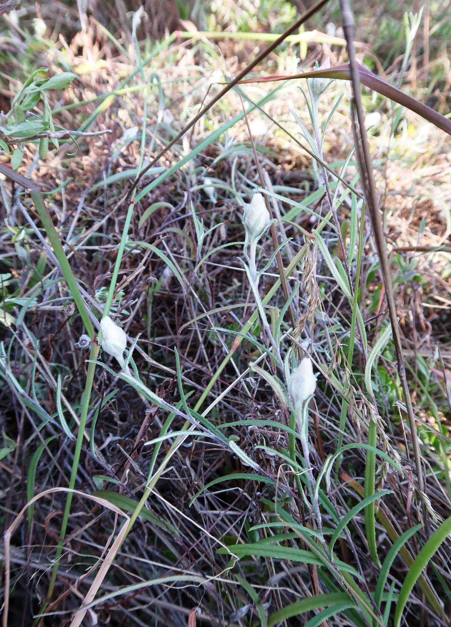 Слика од Helichrysum leucopsideum DC.