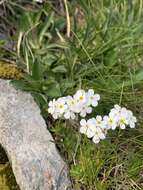 Image of Sweet-Flower Rock-Jasmine