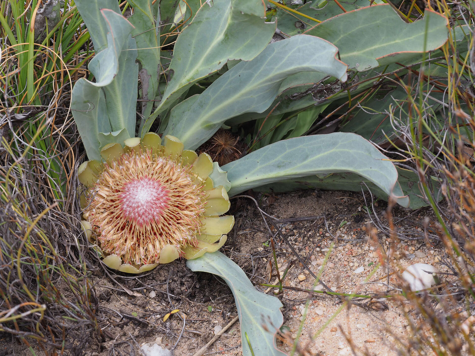 Image de Protea laevis R. Br.