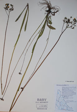 Image of tall hawkweed