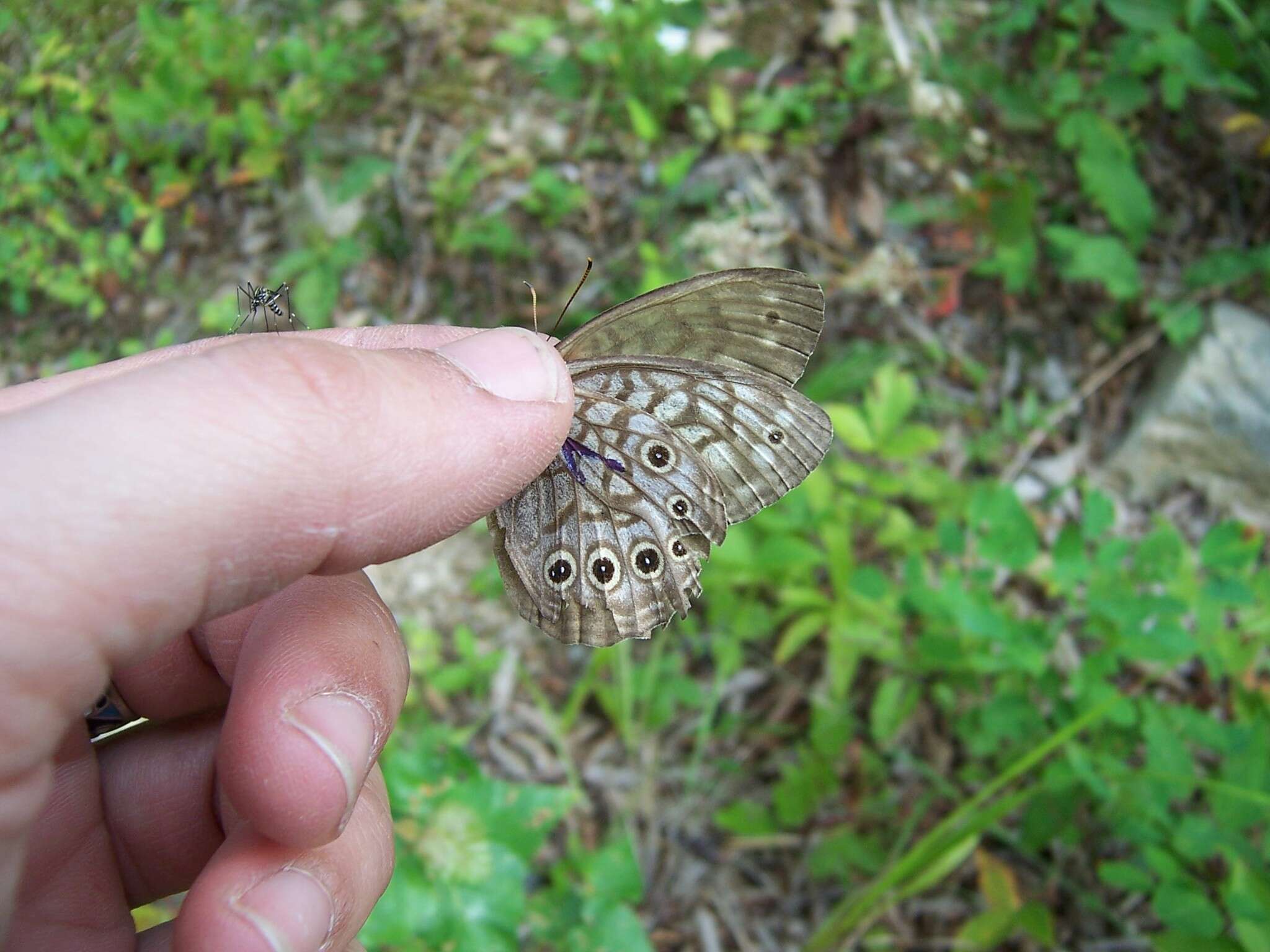 Image of Kirinia epimenides