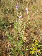 Plancia ëd <i>Symphyotrichum <i>concolor</i></i> var. concolor