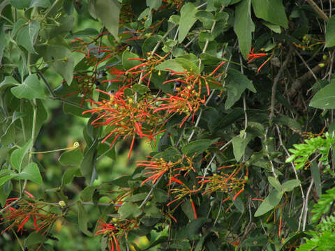 Image of Psittacanthus cordatus (Hoffmgg.) Bl.