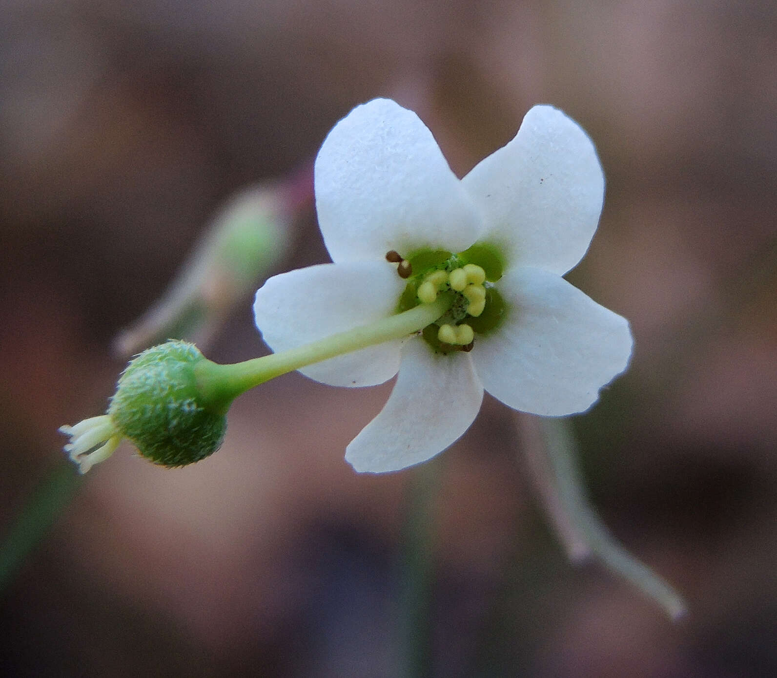 Image of Euphorbia sphaerorhiza Benth.