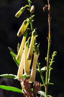 Image of Freylinia helmei van Jaarsv.