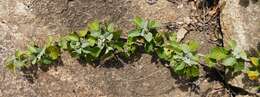 Image of Ipomoea albivenia (Lindl.) Sweet