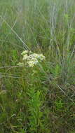 Imagem de Doellingeria umbellata (Mill.) Nees