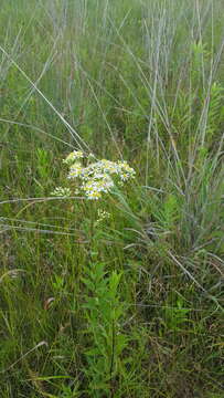 Imagem de Doellingeria umbellata (Mill.) Nees