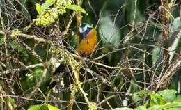 Image of Trinidad Motmot